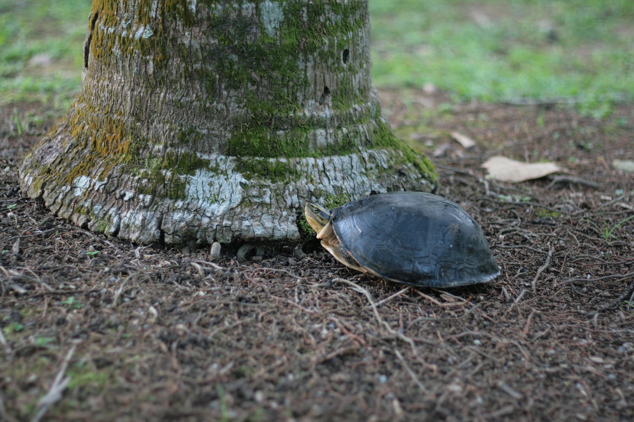 slow turtle tortoise free photo