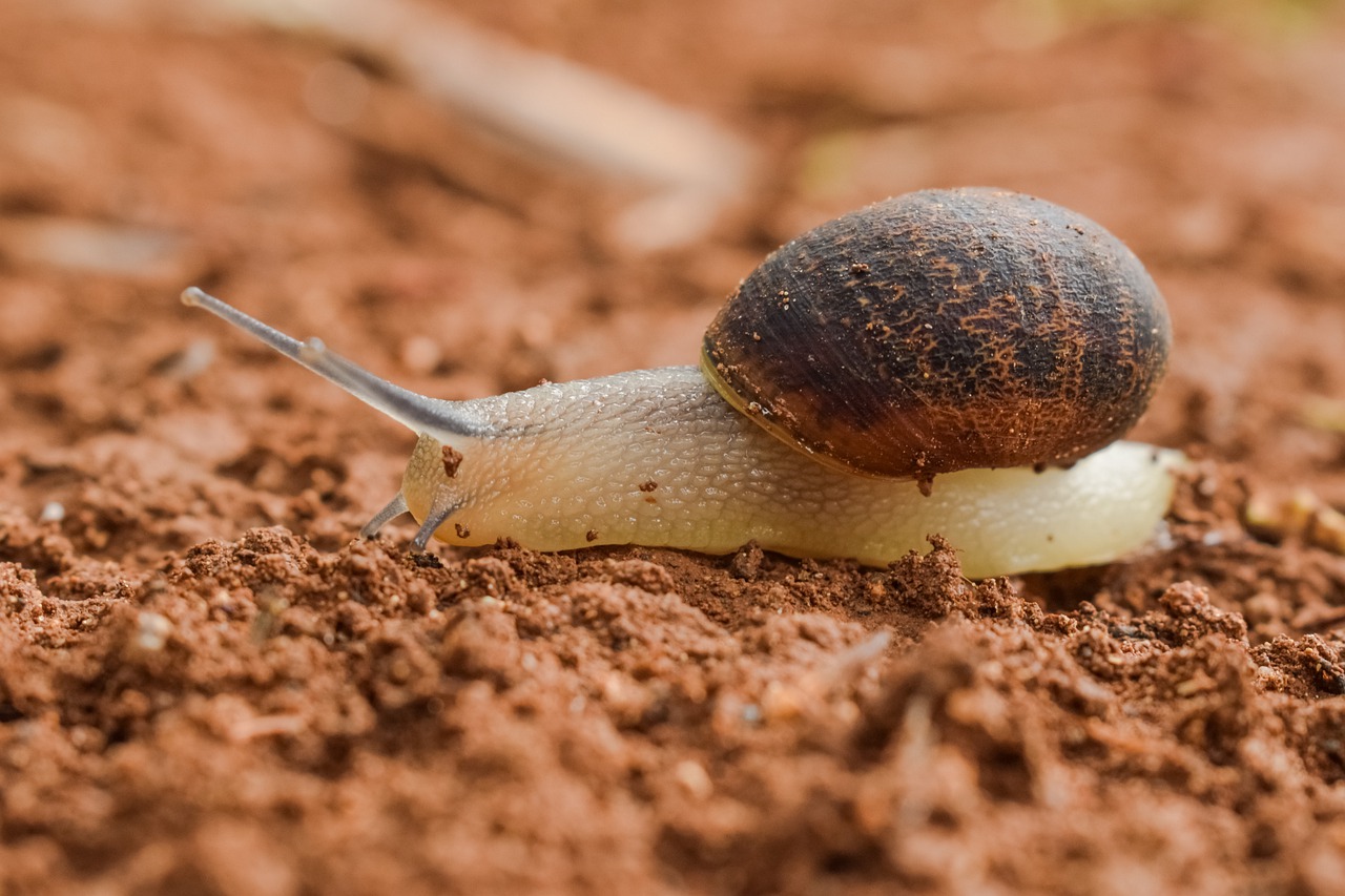 slow snail slimy free photo
