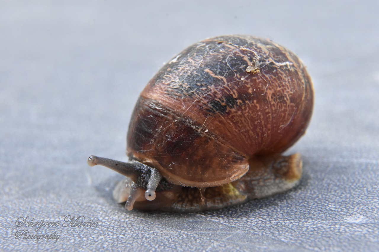 slow  snail  invertebrates free photo