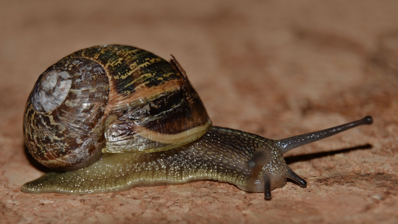 slow  animal kingdom  snail free photo