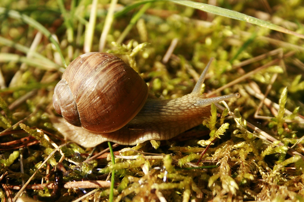 slow  slippery  snail free photo