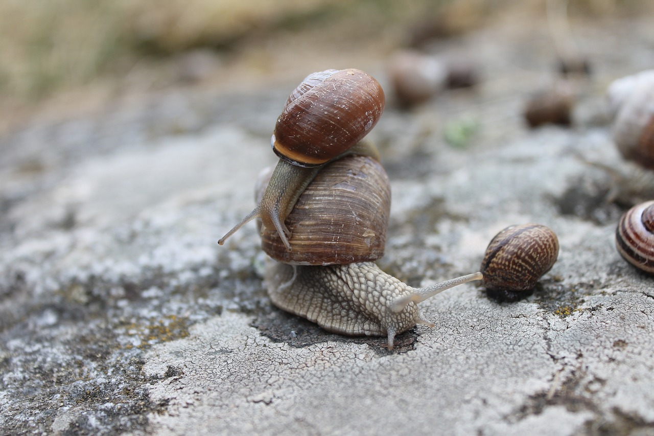 slow animal snail free photo