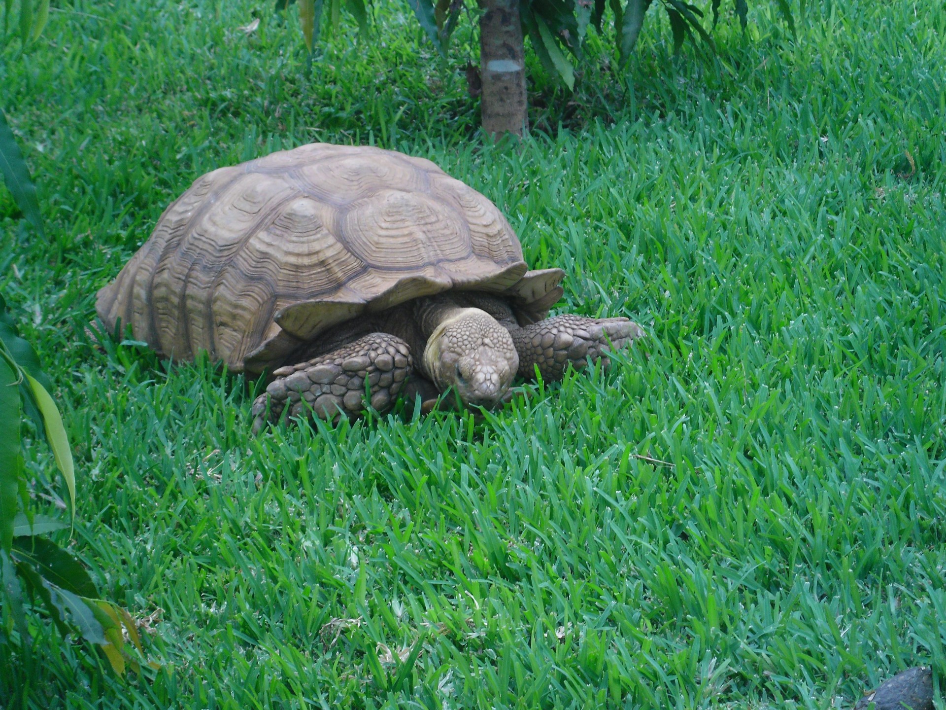 animal wise tortoise free photo