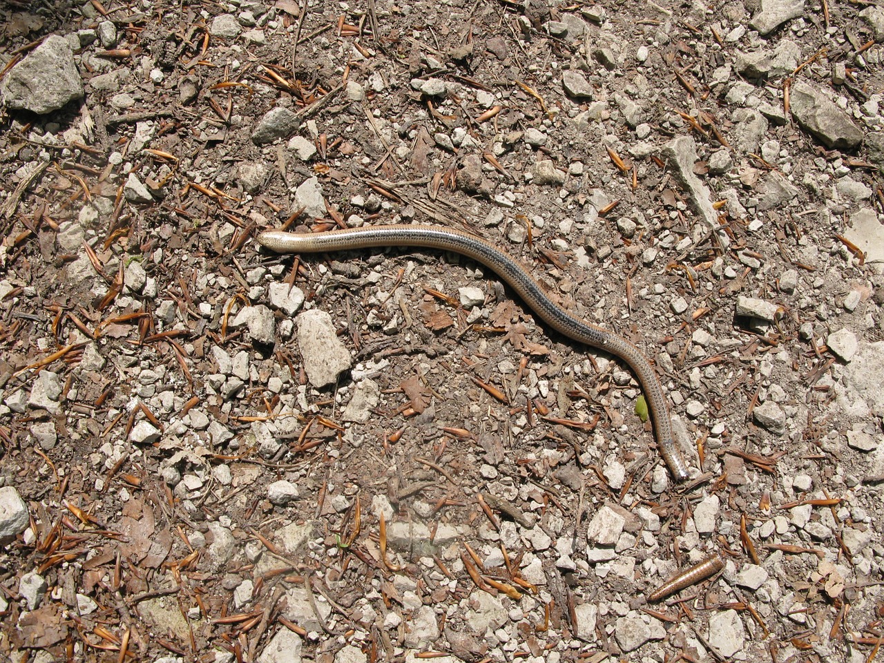 slow worm live pass free photo