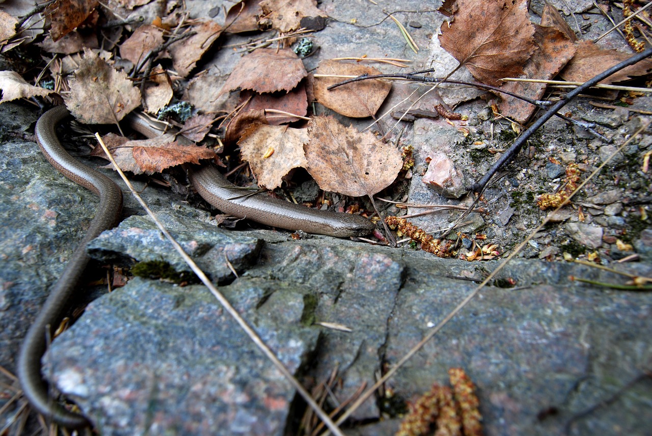 slow-worm brazen nature free photo