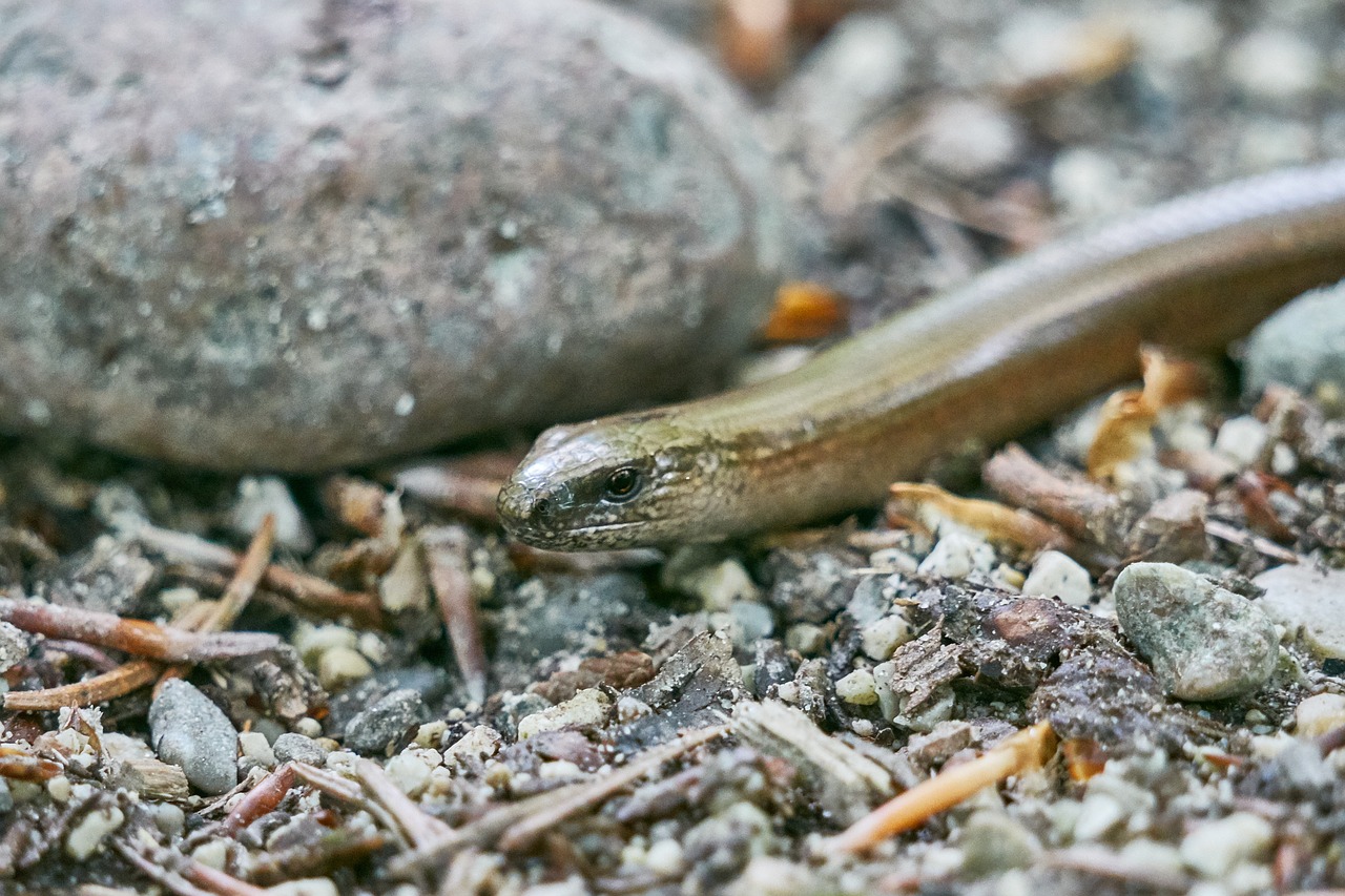 slow worm lizard crawl free photo