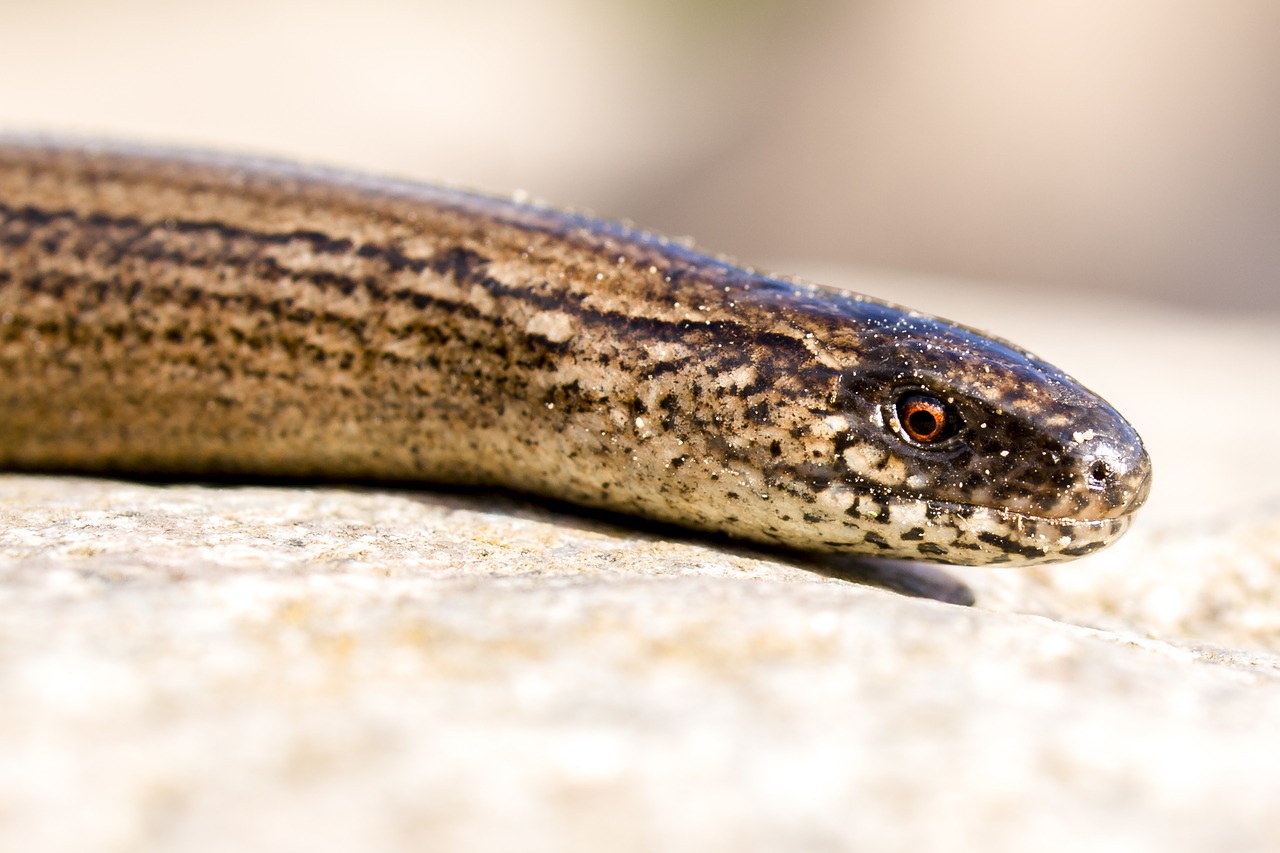 slow worm reptile nature free photo