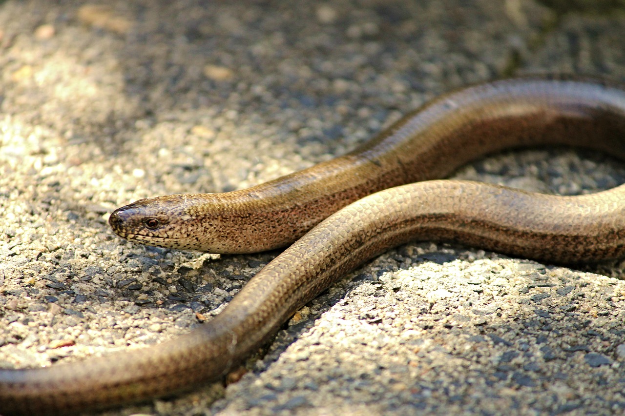 slow worm lizard reptile free photo