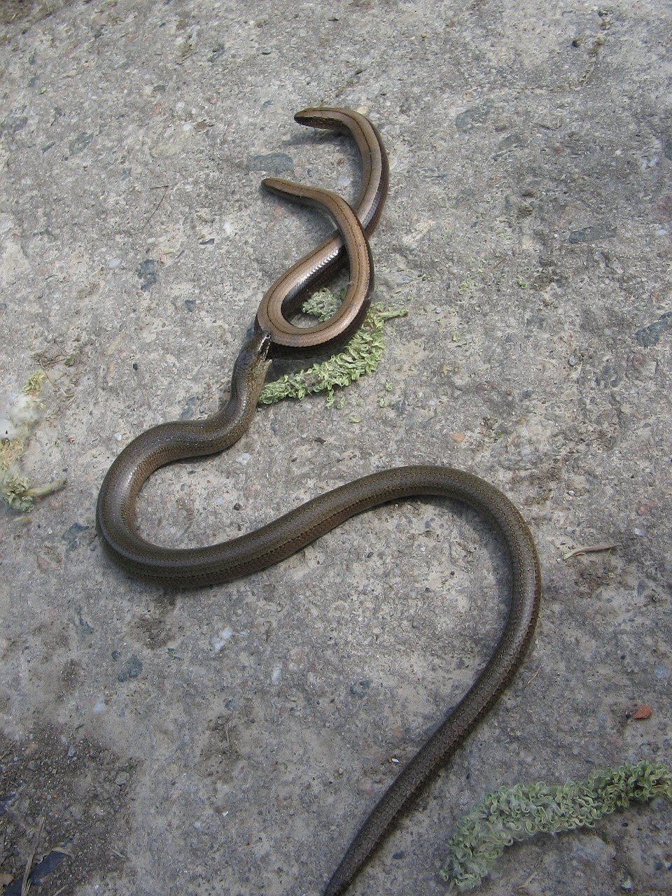 slow worm lizard snake free photo