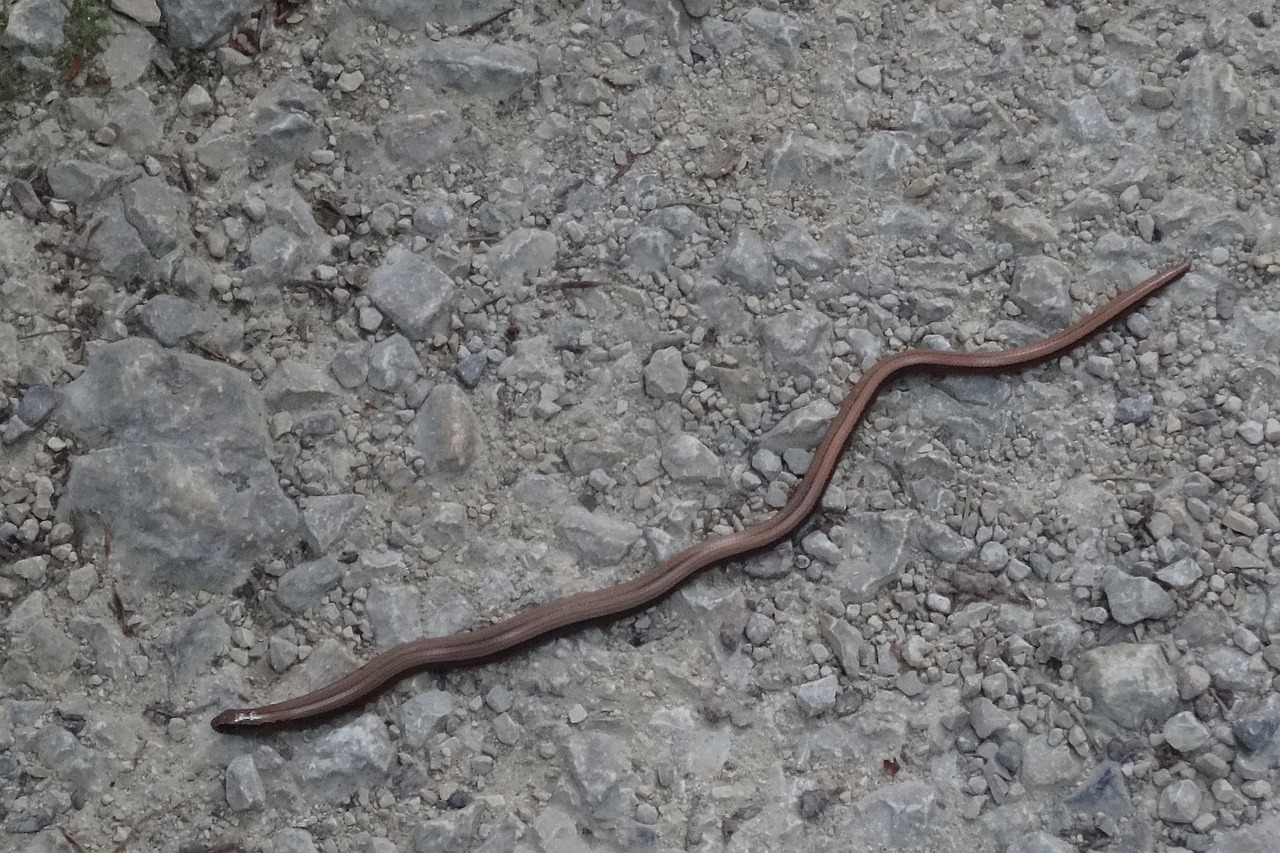 slow worm  snake  stone free photo