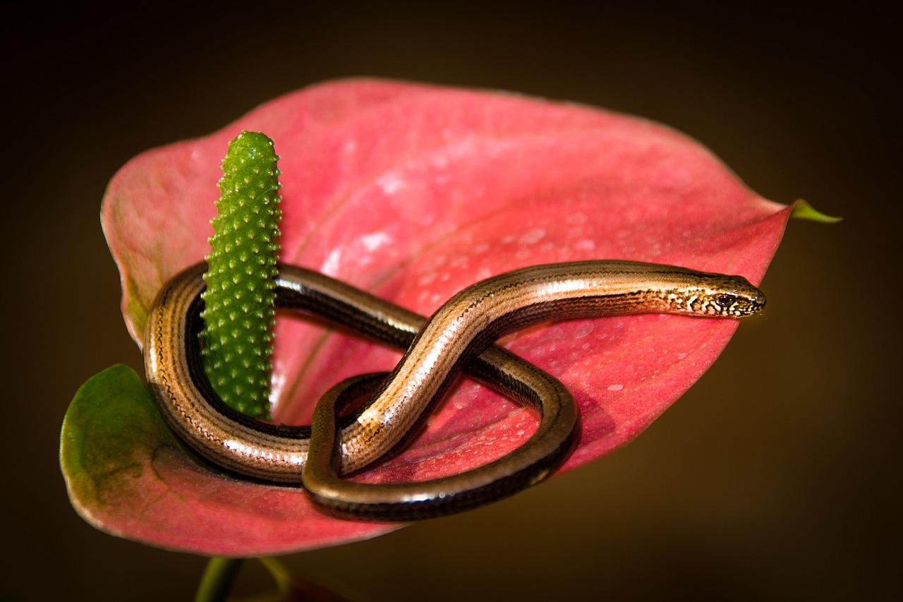 slow worm  salamander  reptile free photo