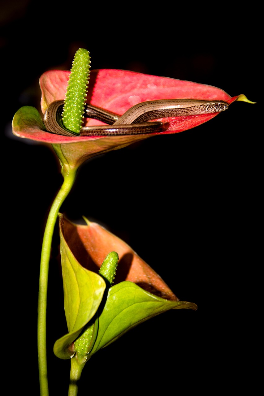 slow worm  lizard  anthurium free photo