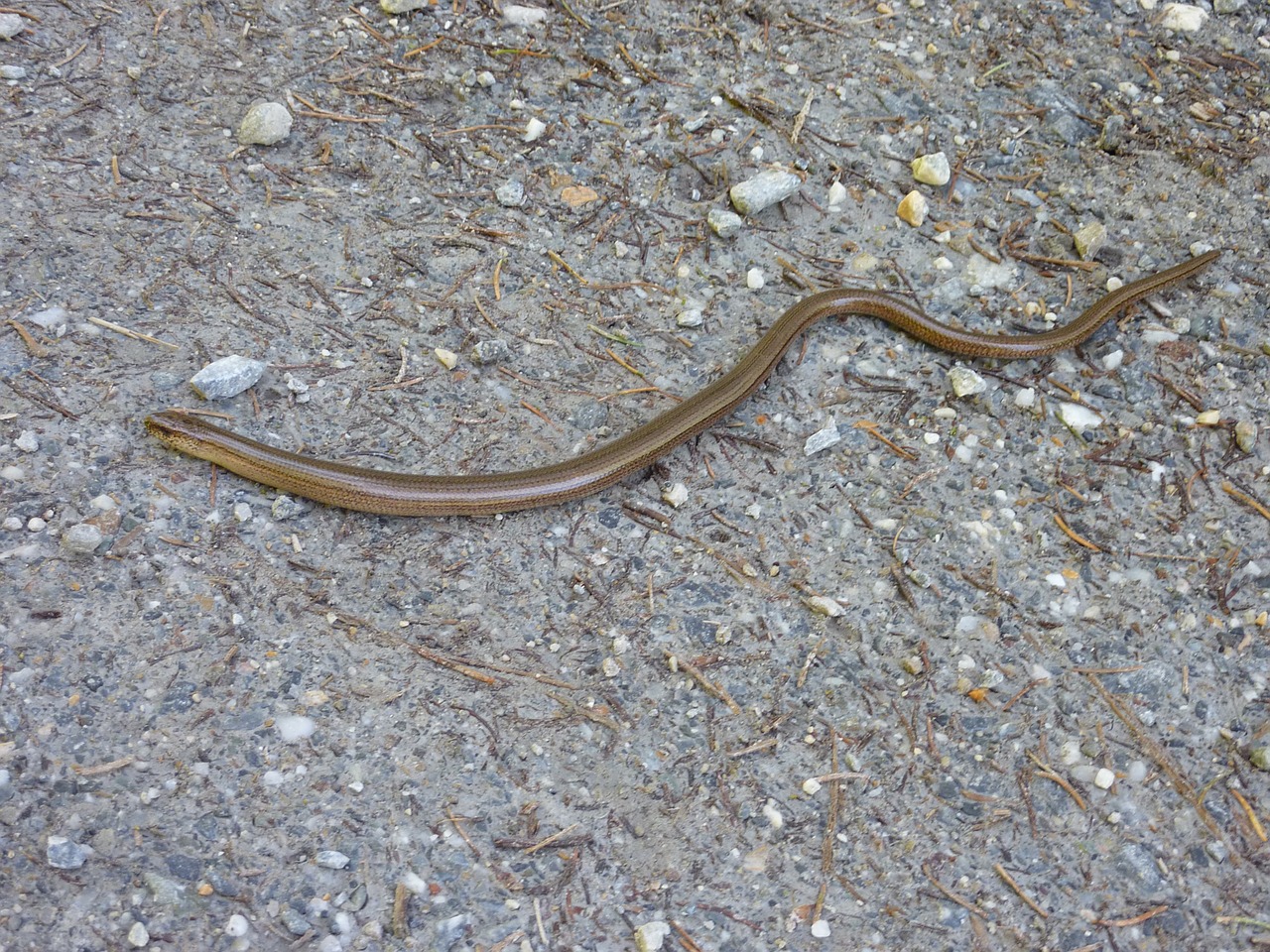 slow worm lizard nature free photo