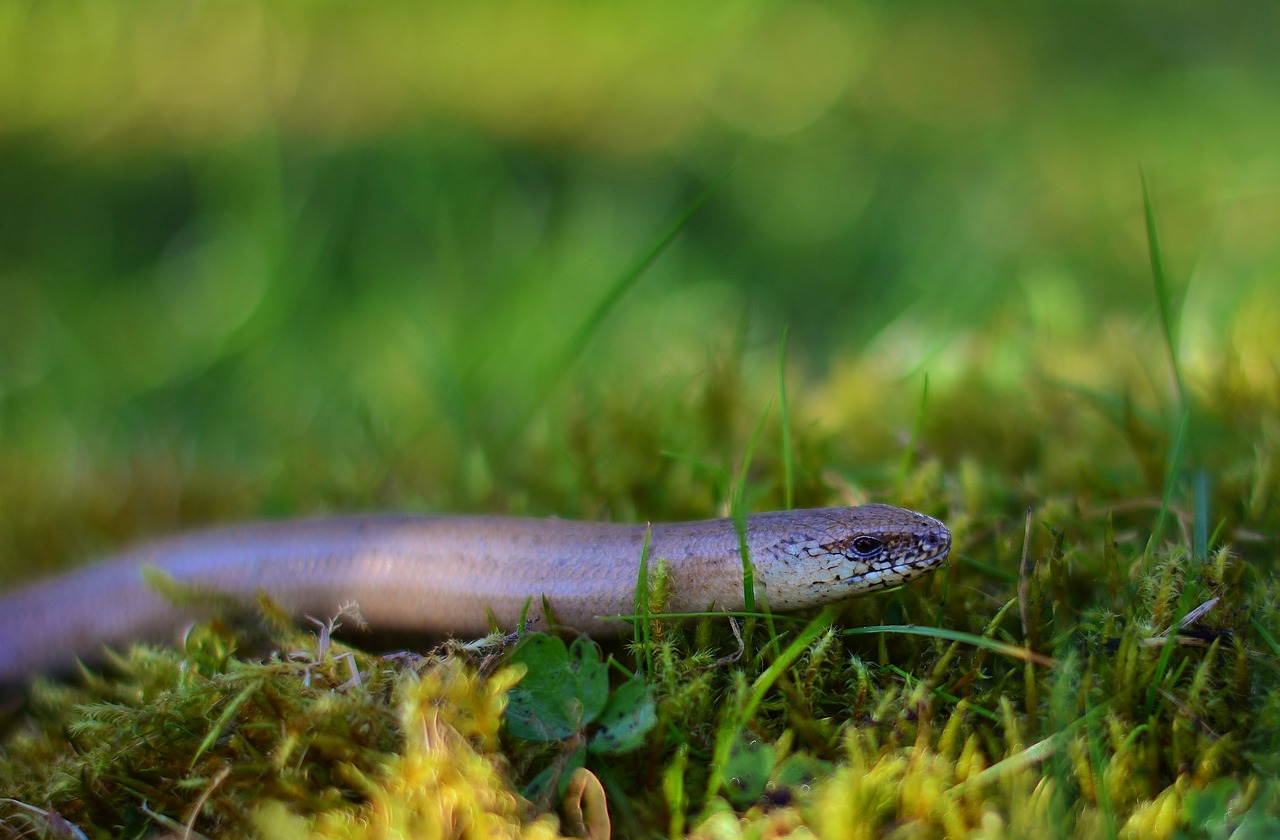 slow worm  lizard  close up free photo