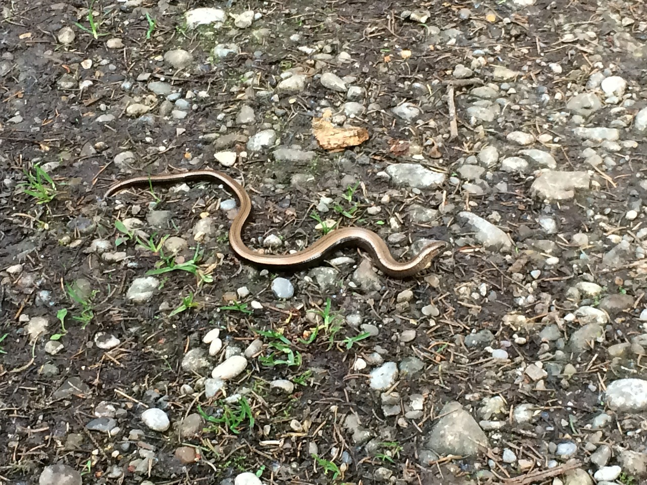 slow worm forest snake free photo
