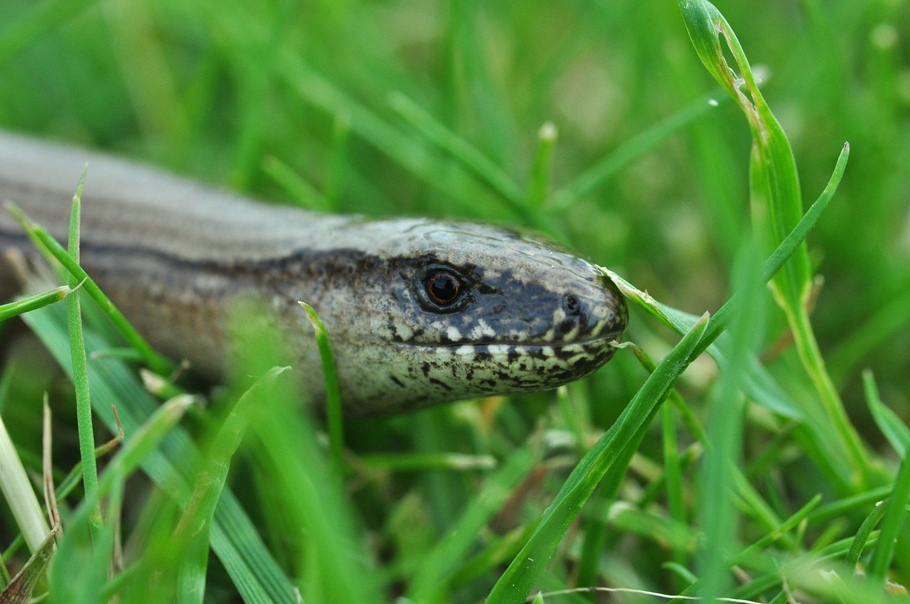slow worm reptile lizard free photo