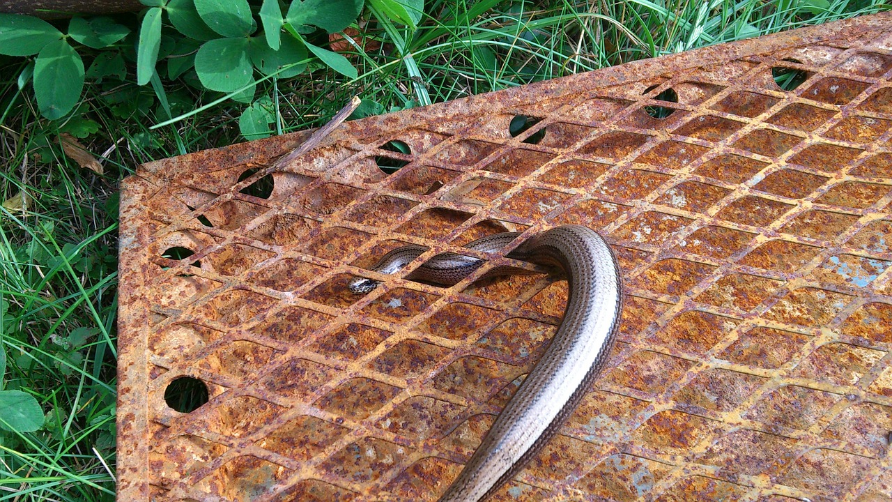 slow worm lizard grid free photo