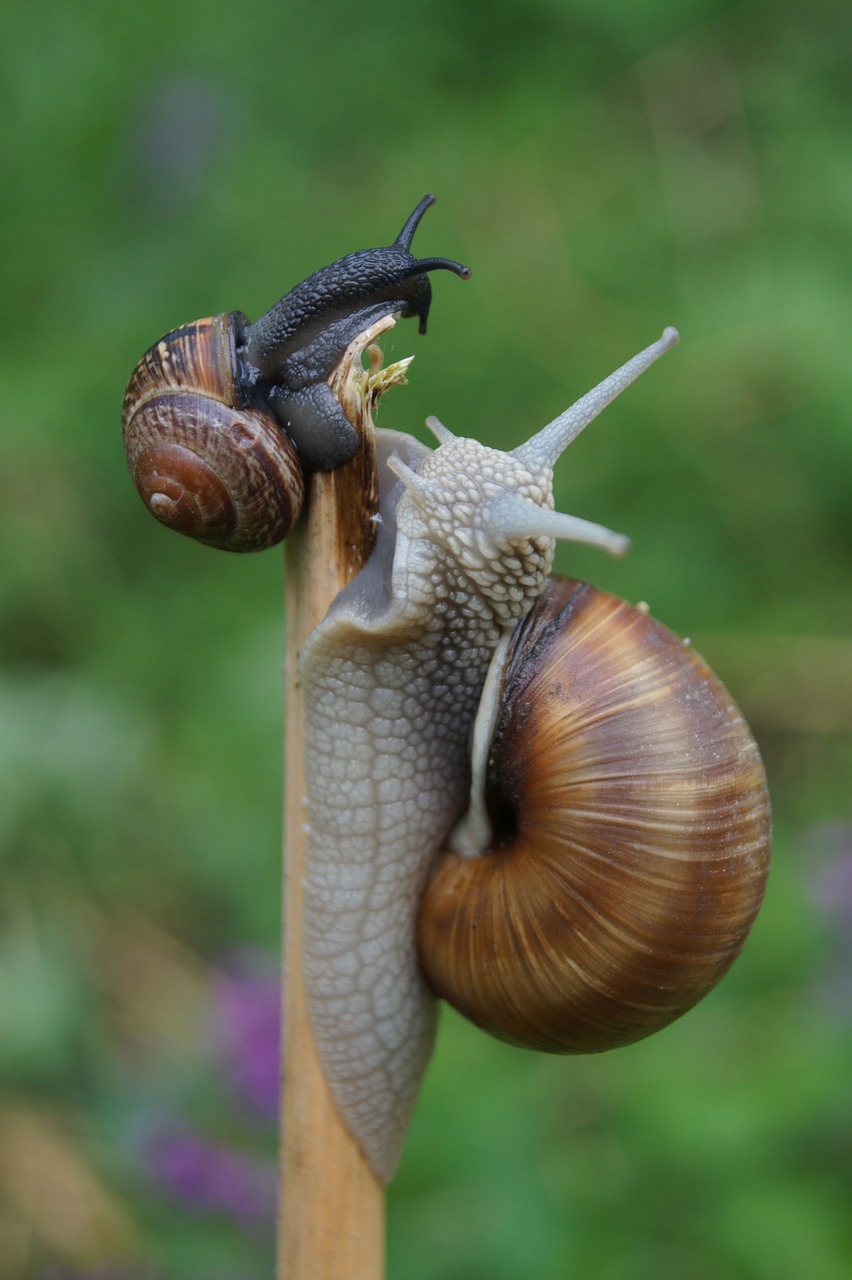 slowly snail bauchfuesser free photo