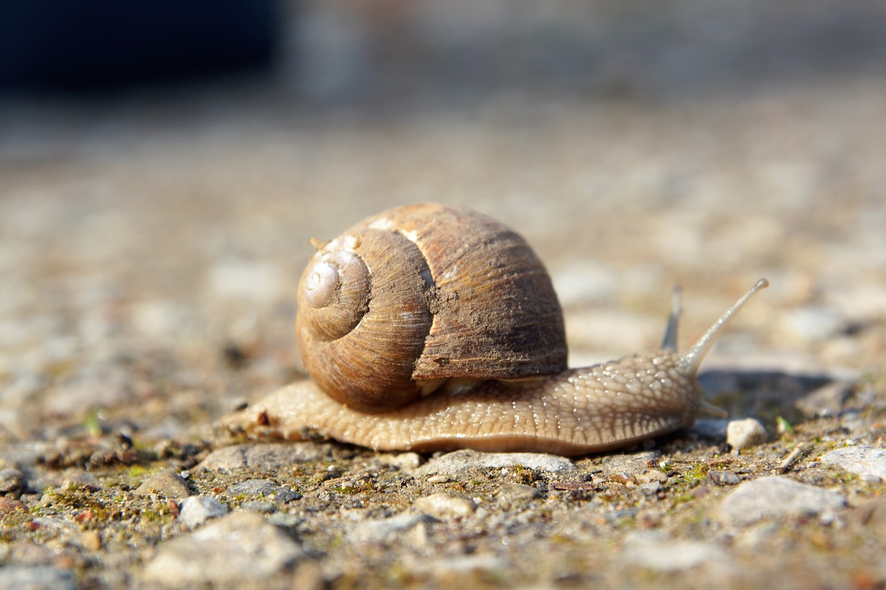 slowly  snail  nature free photo