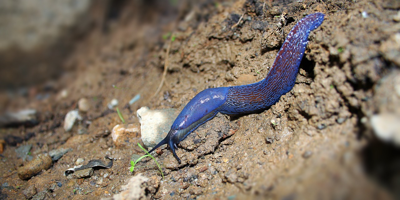 slug blue macro free photo