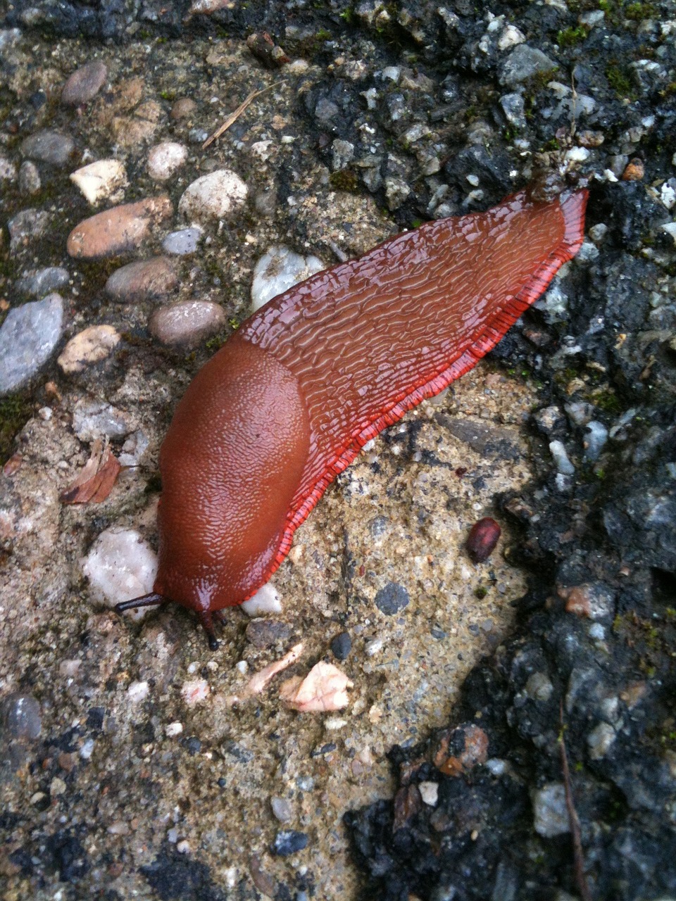 slug brown pebble free photo