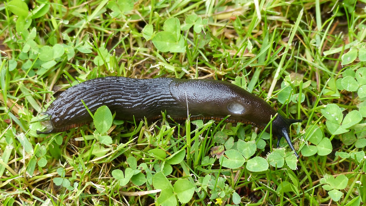 slug garden creature free photo