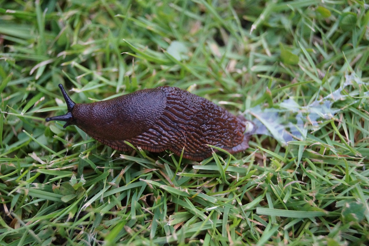 slug land snail insect free photo