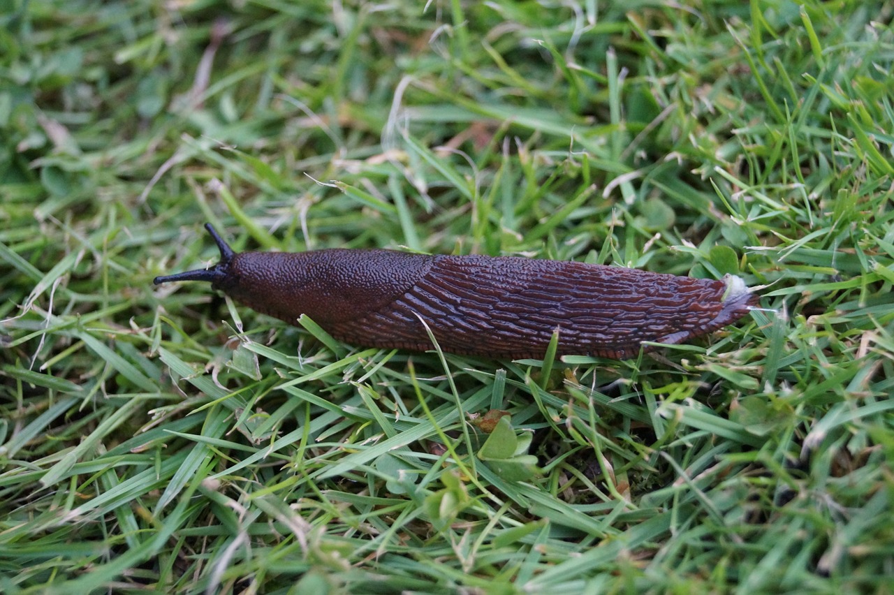 slug land snail creature free photo