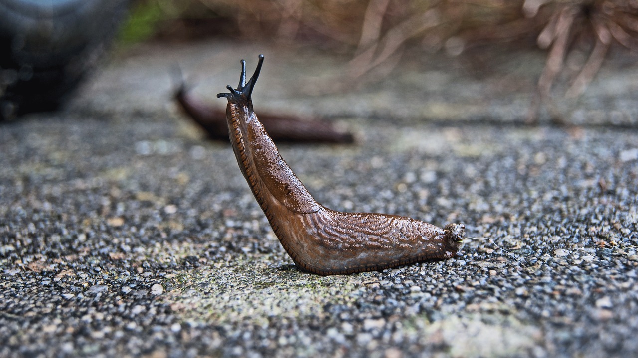 slug nature snail free photo