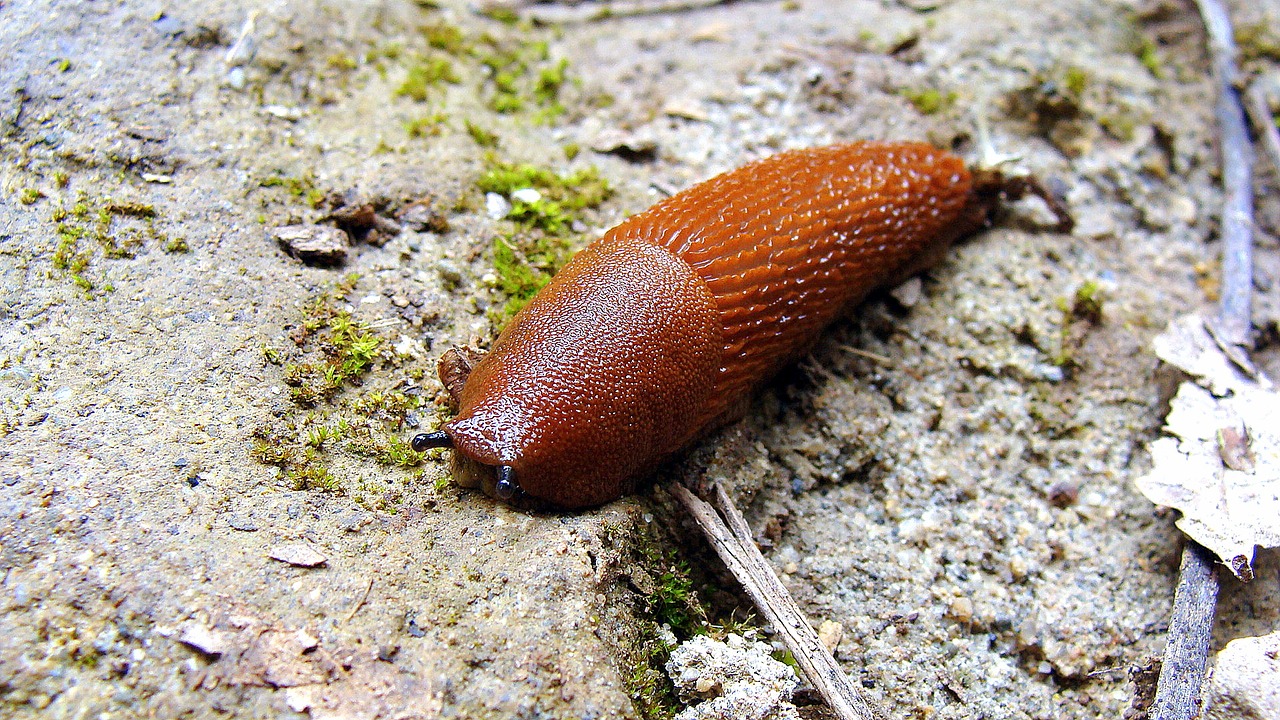 slug snail animal free photo
