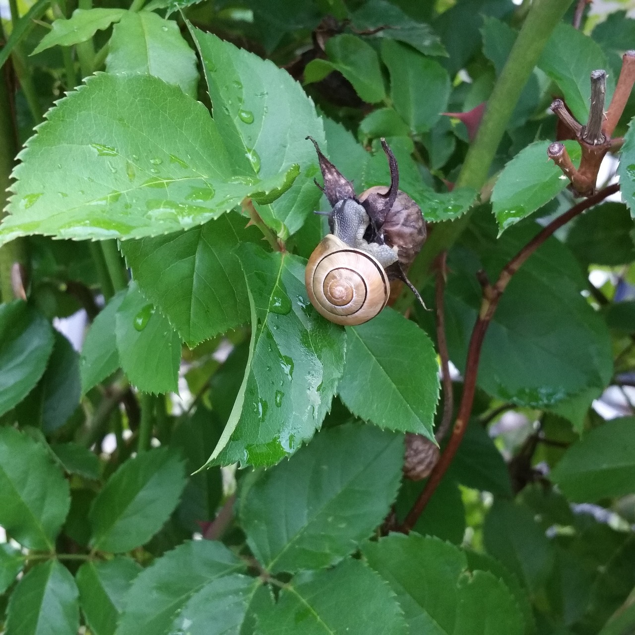 slug currant snail snigelhus free photo