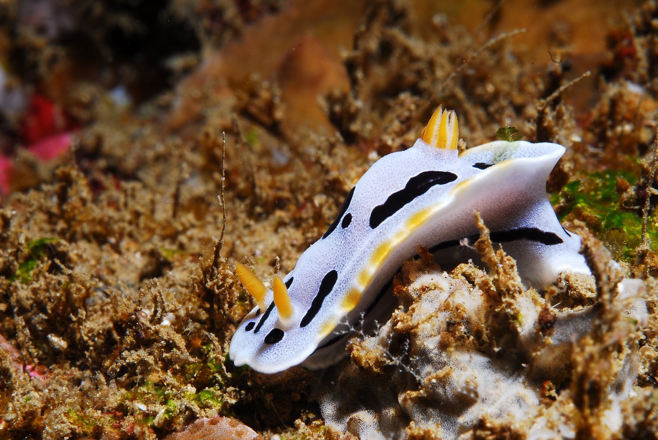 slug diving asia free photo