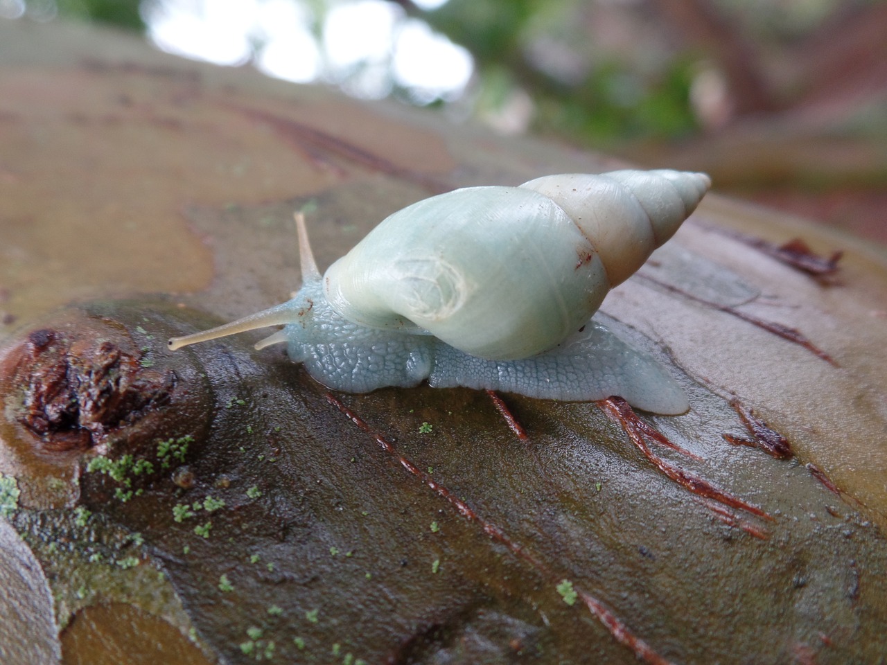 slug tree animal free photo