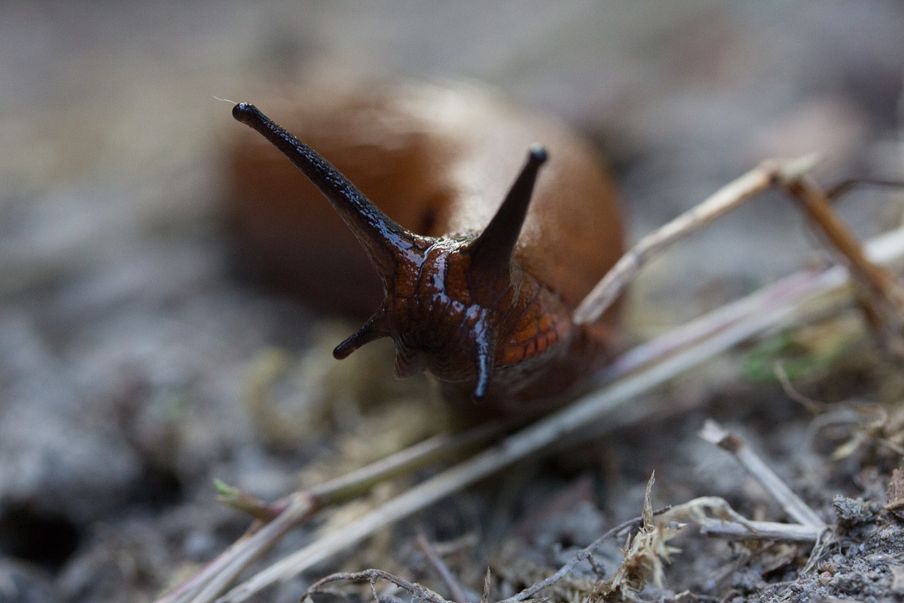 slug snail nature free photo