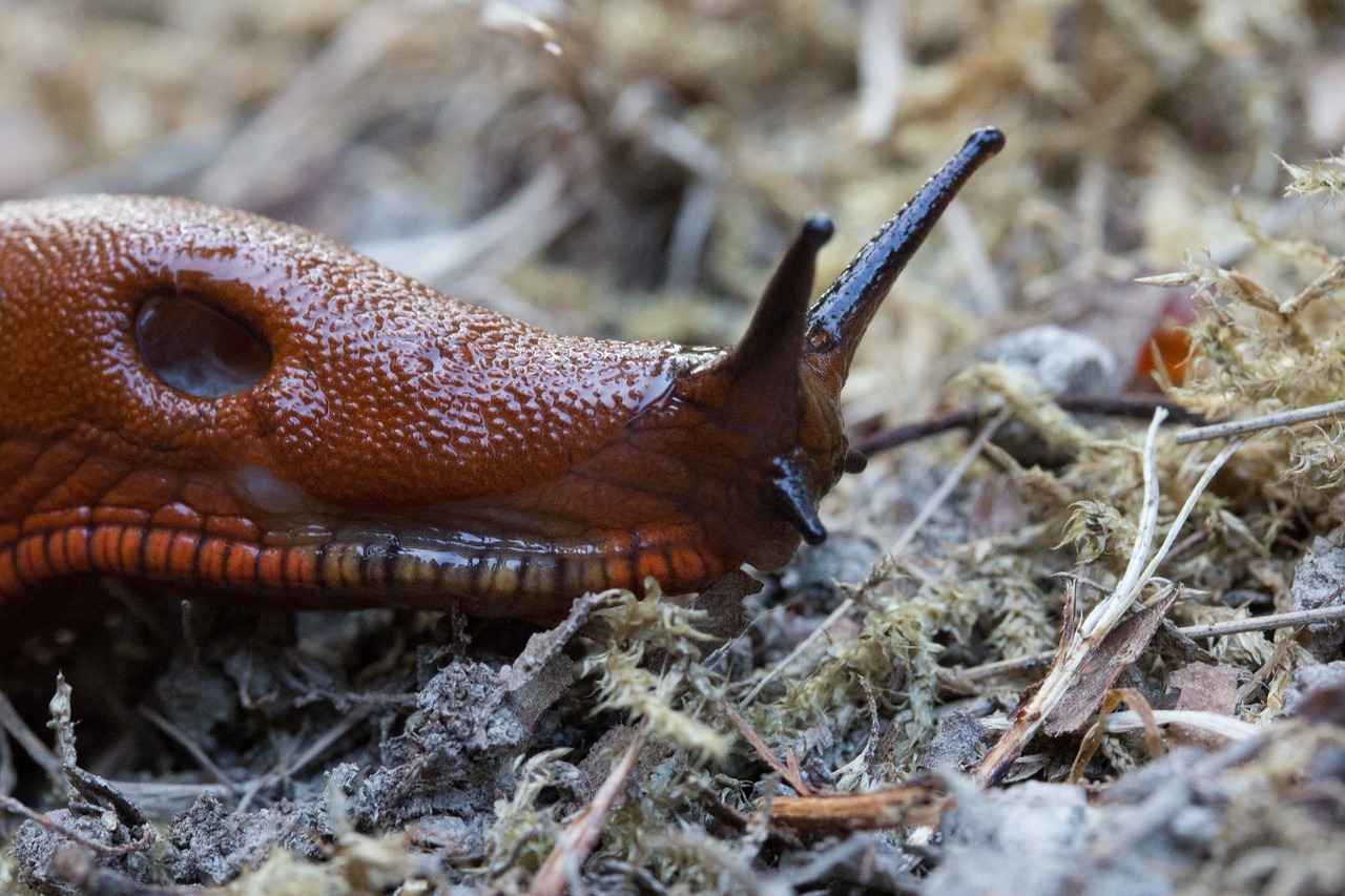 slug snail reptile free photo