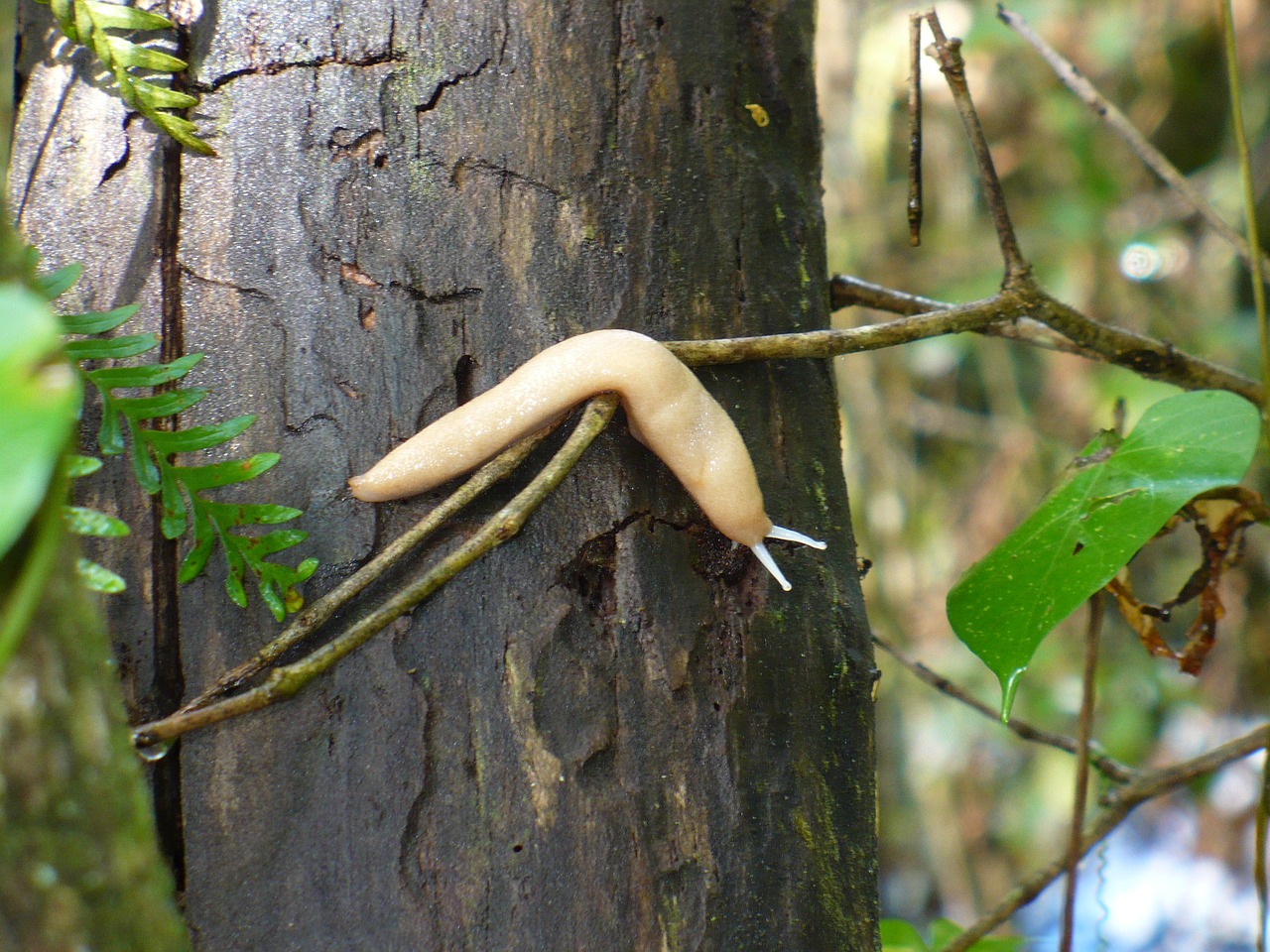 slug tree forest free photo