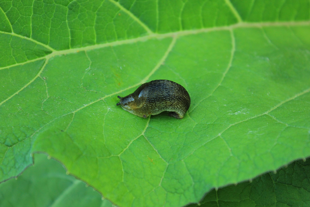 slug macro photography greens free photo