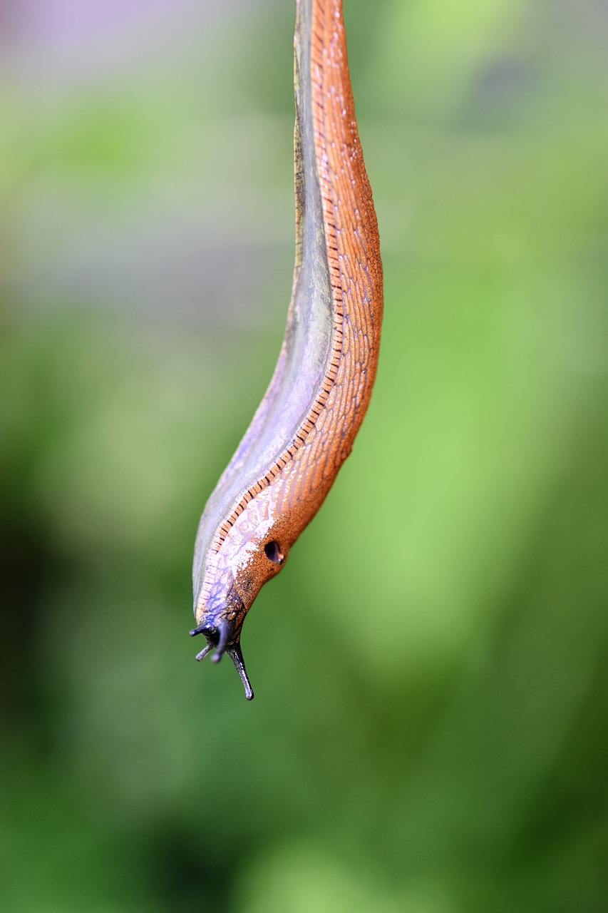 slug snail mollusk free photo