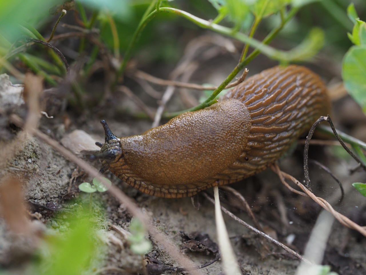 slug snail slimy free photo