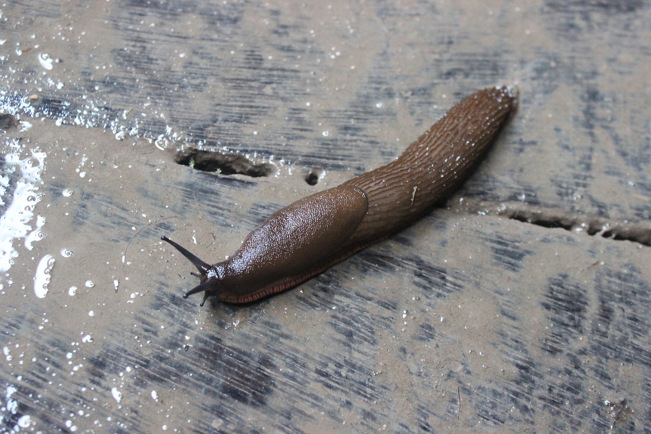 slug animal wet free photo