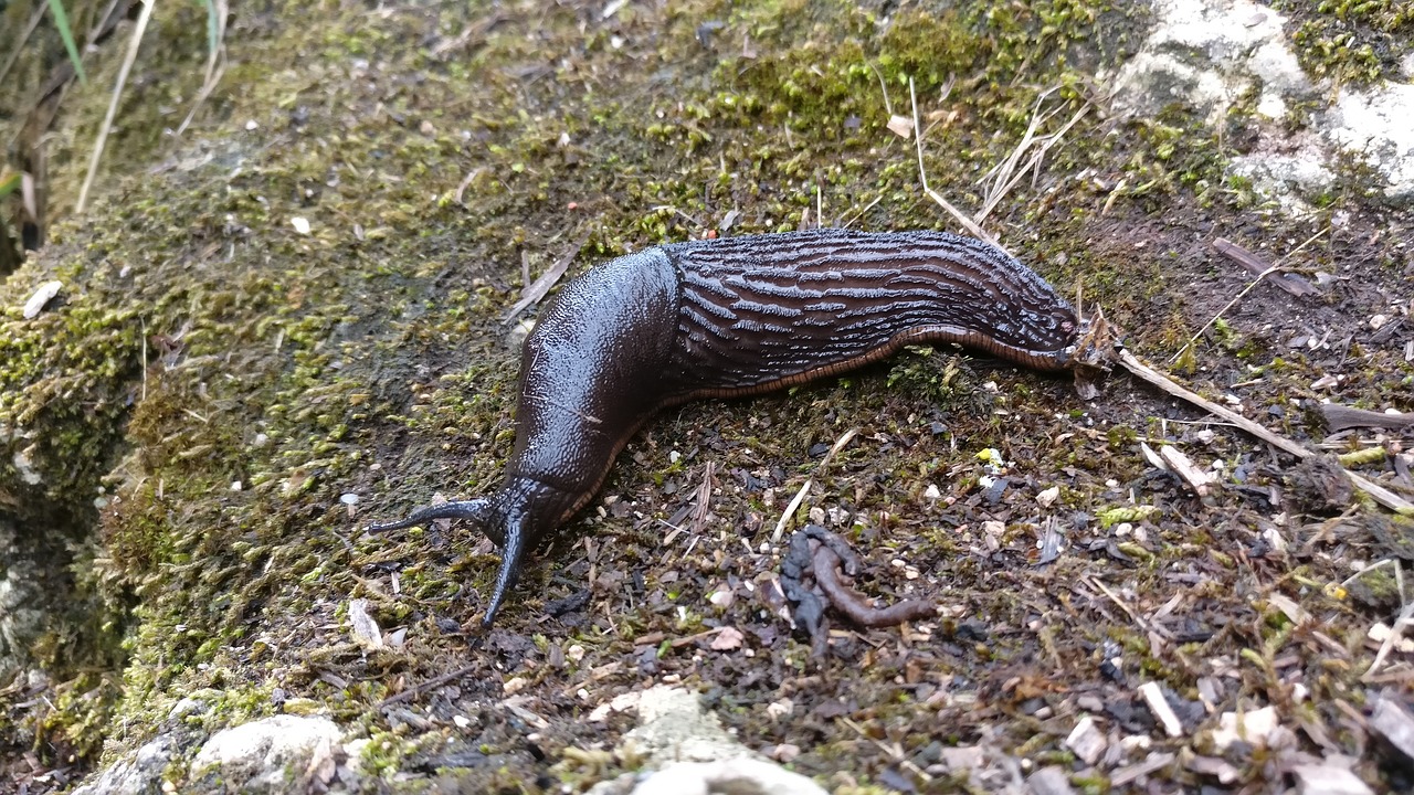 slug nature slow free photo