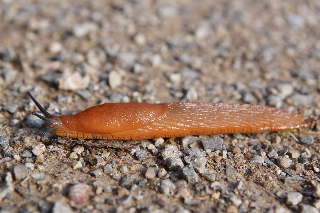 slug snail animal free photo