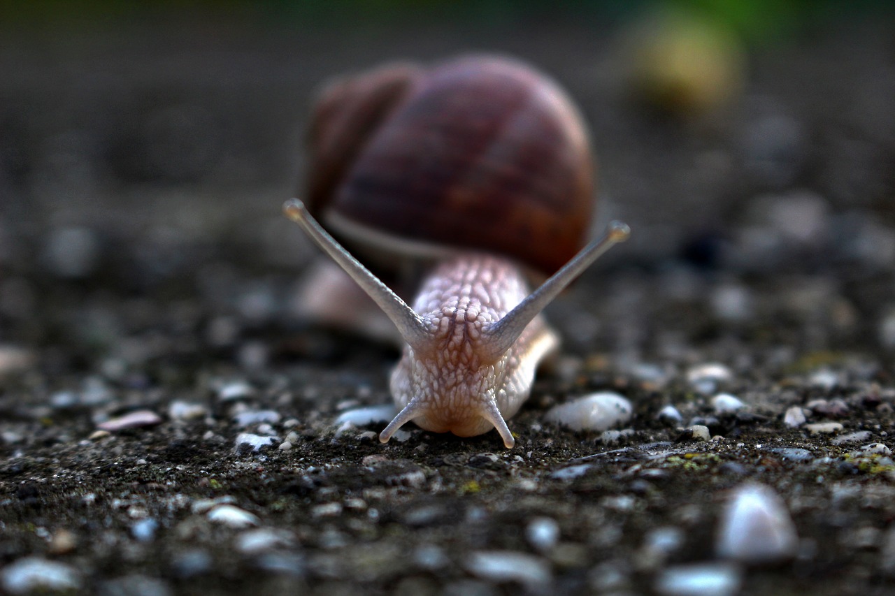 slug snail conch free photo
