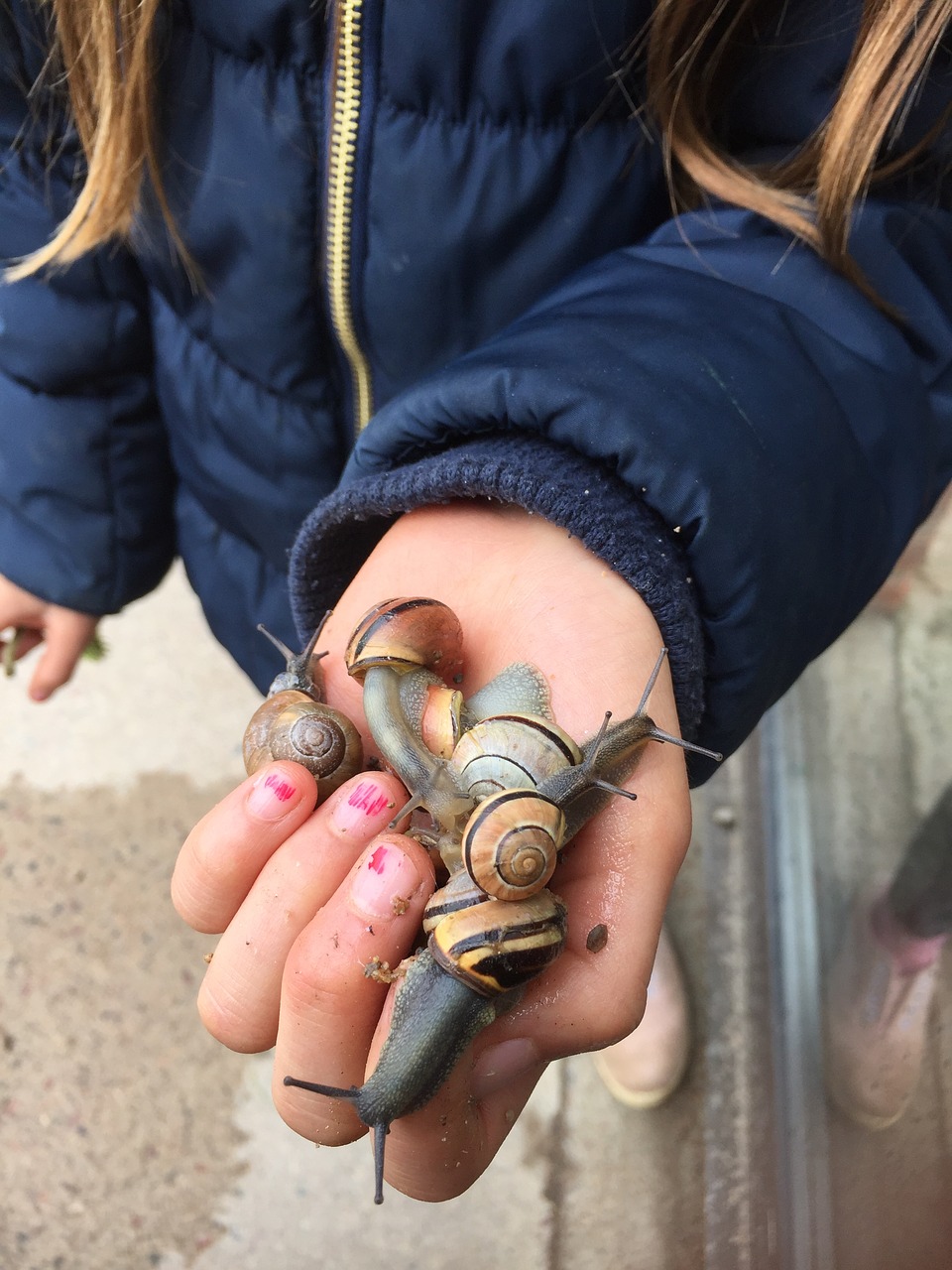slug snails children free photo