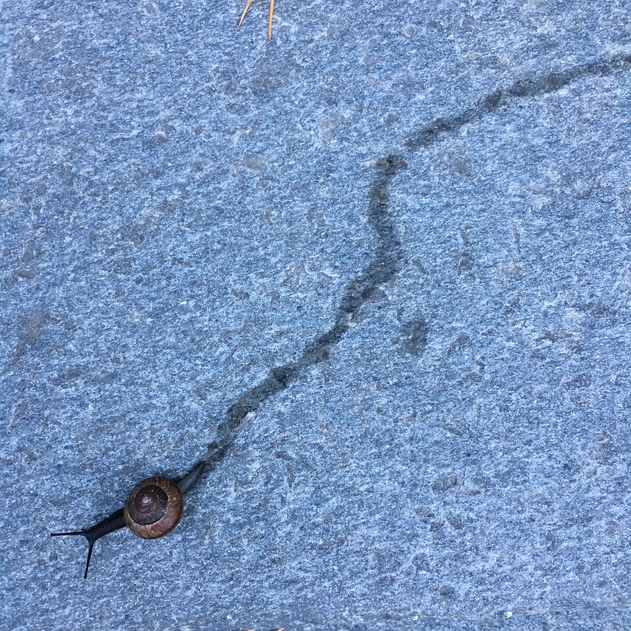 slug track on the way free photo