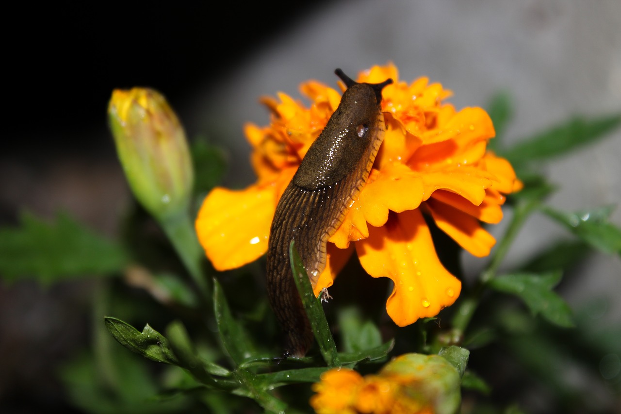 slug  flower  marigolds free photo