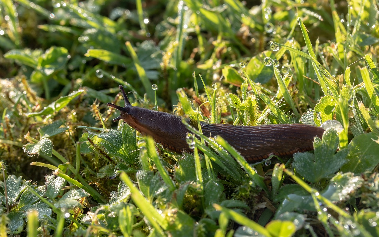 slug  snail  red wegschnecke free photo
