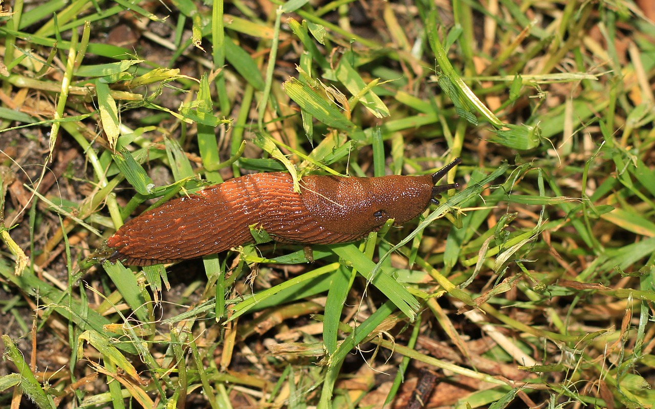 slug snail brown free photo