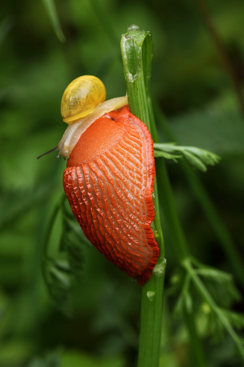 slug  orange  snail free photo