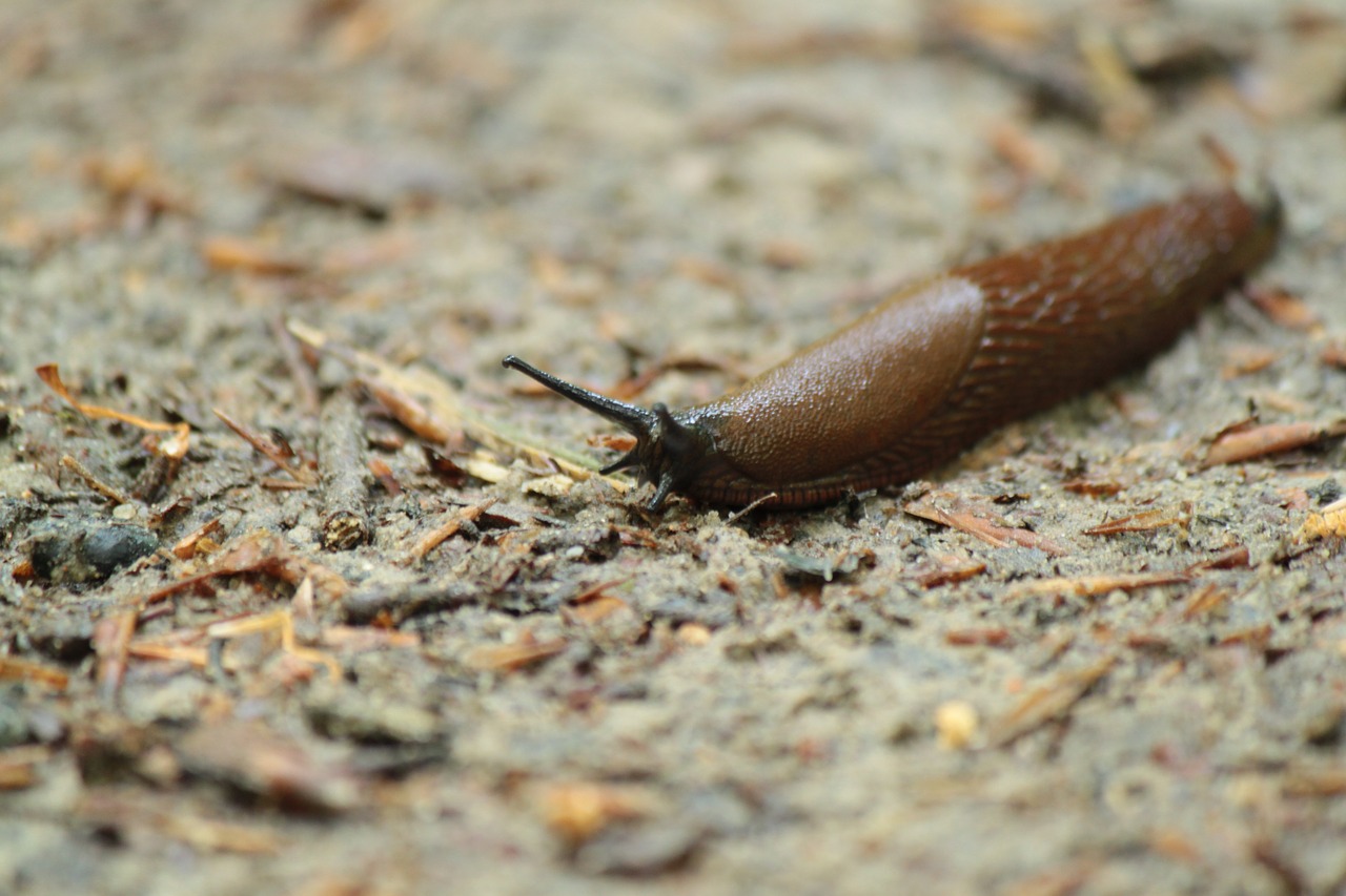 slug  snail  snails free photo